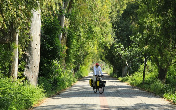 Cemal_okaliptus_Gökova