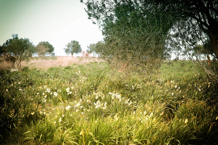 Çiçek Adası'nda Nergisler
