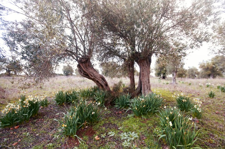 Zeytin Ağacı ve Nergis