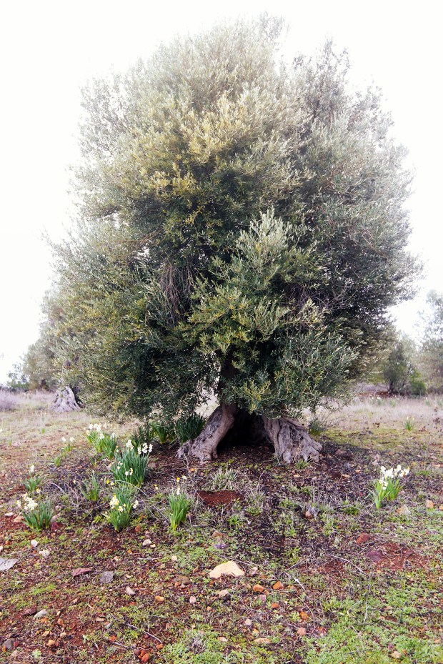 Zeytin Ağacı ve Nergis
