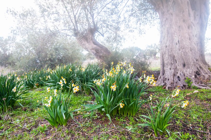 Zeytin Ağacı ve Nergis