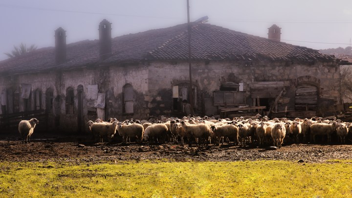 Sabahın ilk saatlerinde, Çiçek Adası'nın karşısındaki Ahıl